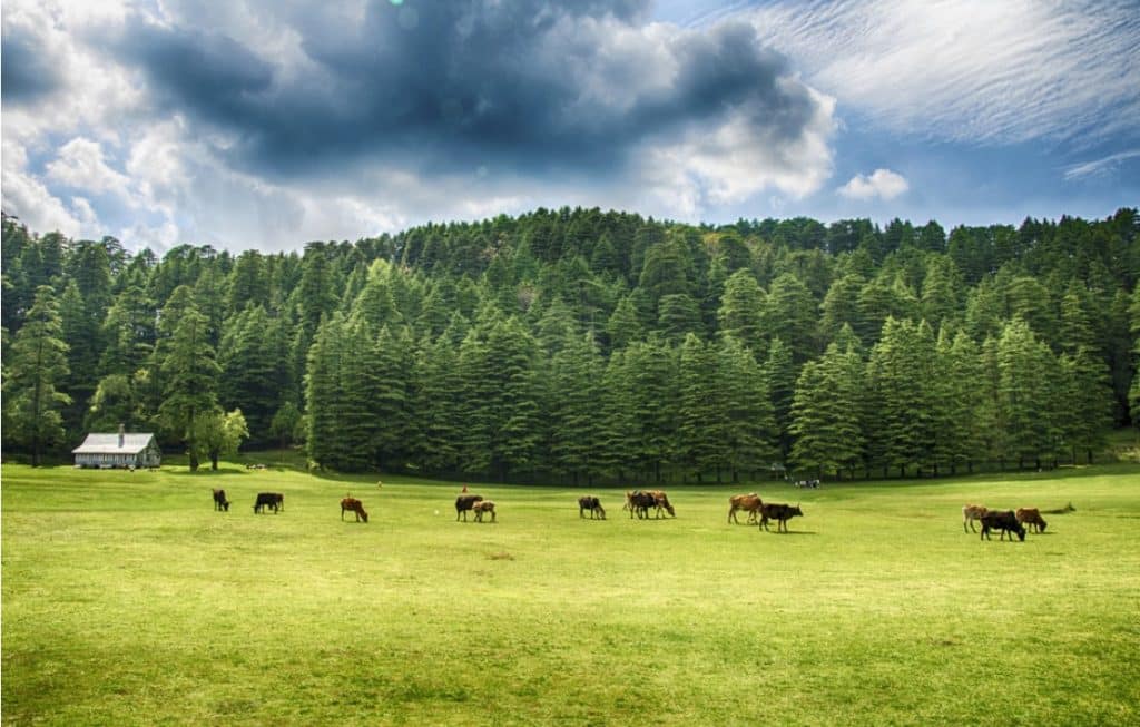 5 Days Trip to Mcleodganj, Dalhousie and Khajjiar in 2020