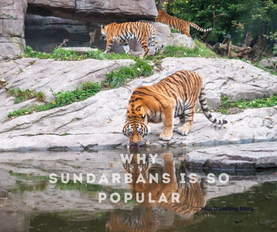 Sundarbans very famous across the world