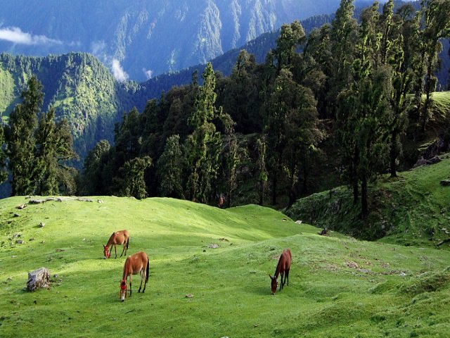 Chopta- Uttarakhand Solo Trip to Uttarakhand via Road